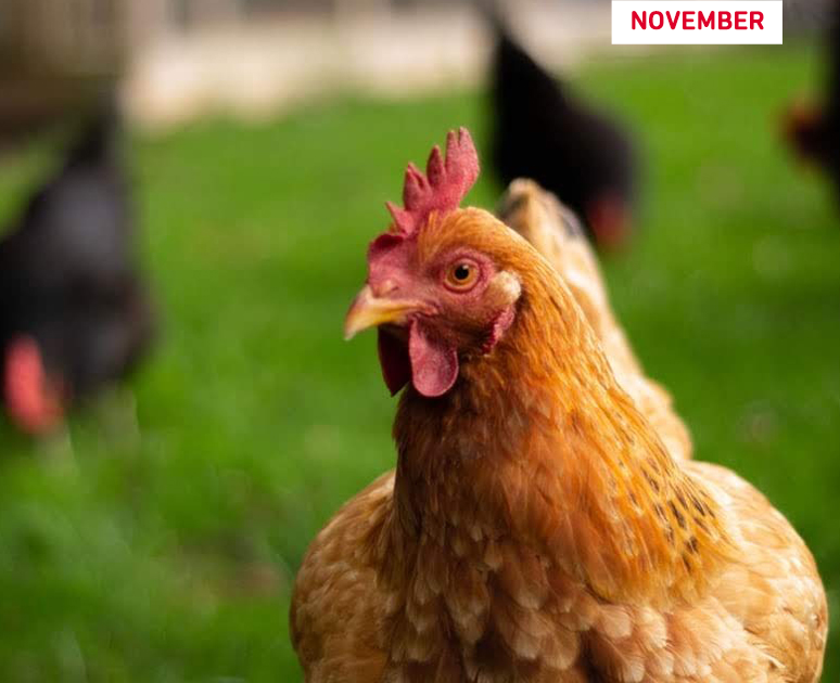 Pet Valu Casting Call