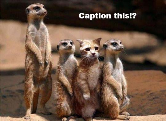 original_a9bb3c0bf922a534296259f91ce3df6f.jpg?1381333702