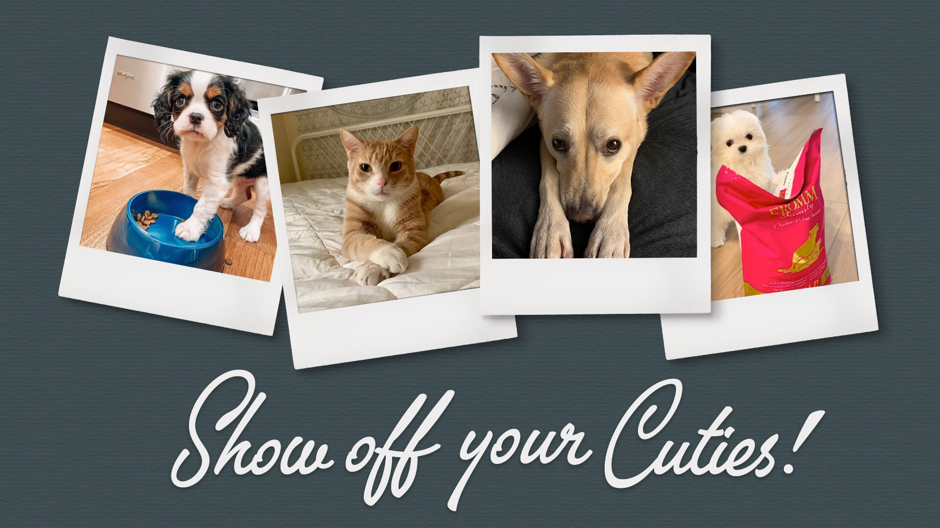 Show off your Cuties!